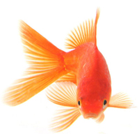 goldfish.jpg