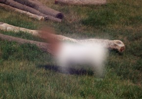 blur_goat
