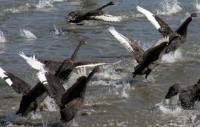 blackSwans